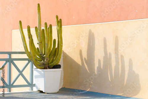 decor cactus in flower pots