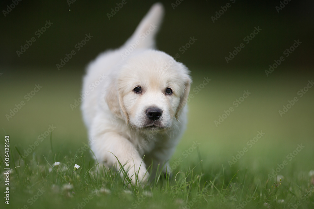 Young golden retriever puppy