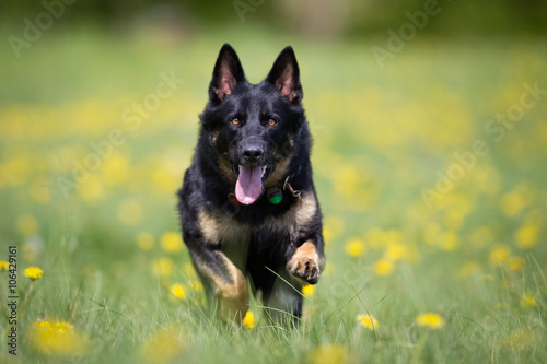 Canvas Print German Shepherd dog outdoors in nature