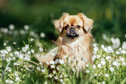 Tibetan Spaniel dog outdoors in nature