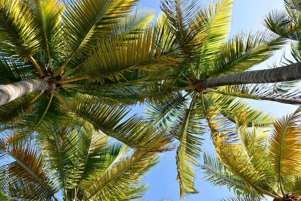 Fototapeta premium Palm trees in the tropics