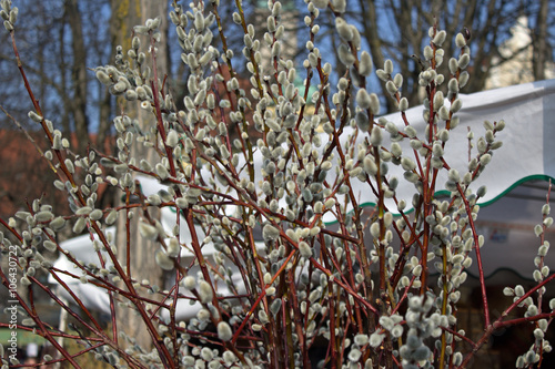 Palmkätzchen Salweide Salix caprea