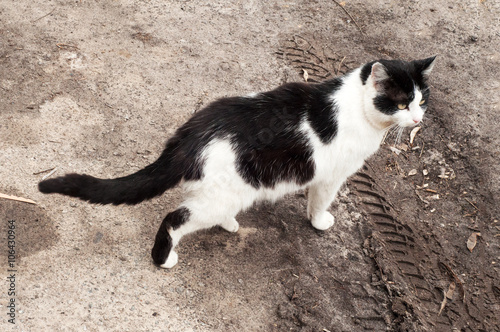 Adult black and white cat walking on the earth