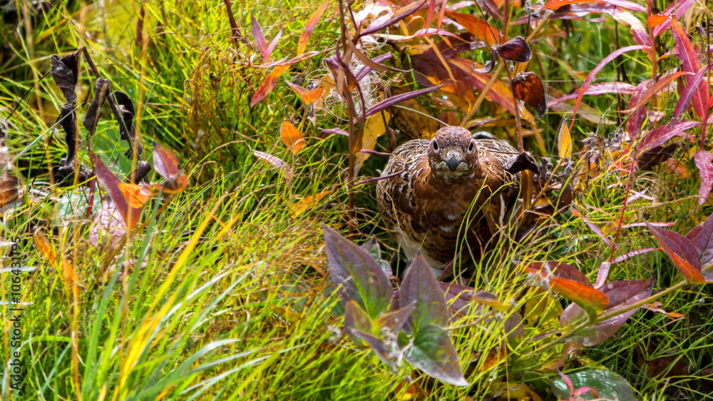 A Willow ptarmigan (Lagopus lagopus) crouches well-disguised in the Denali park Autumn vegetation.