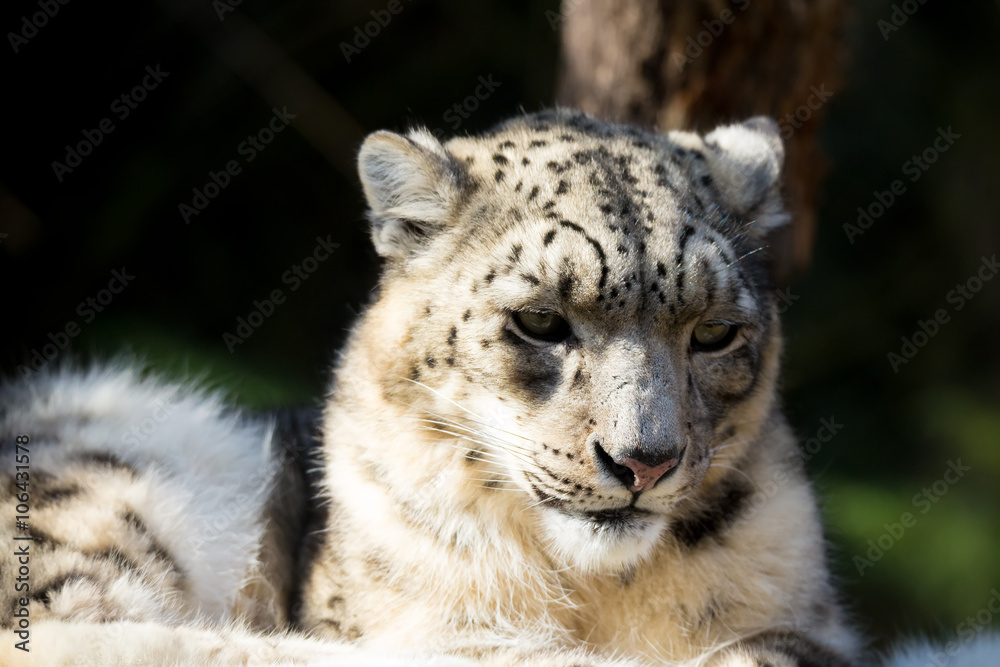 Obraz premium snow leopard, Irbis Uncia uncia