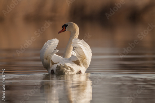 Höckerschwan