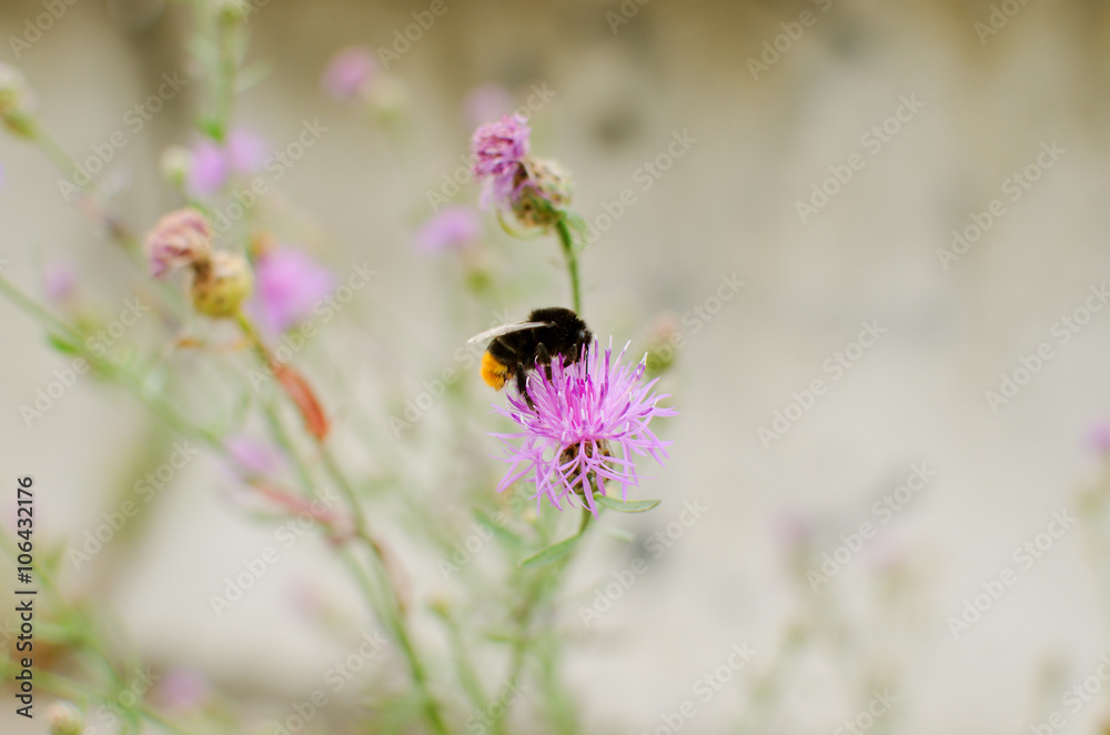 Bumblebee collects pollen from a flower thistle Bumblebee collects pollen from a flower thistle