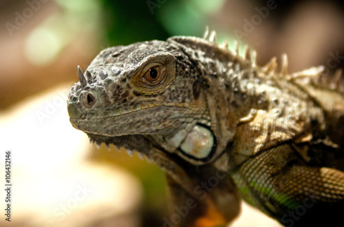 Fototapeta Naklejka Na Ścianę i Meble -  Large image of an iguana