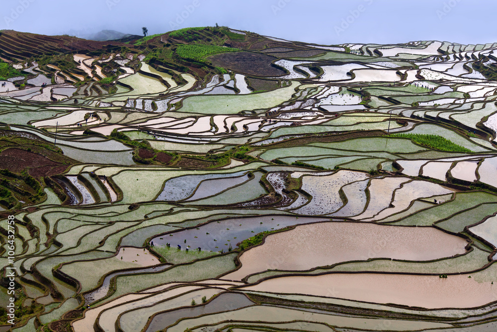 Terraced rice fields in Yuanyang county, Yunnan, China. 