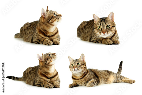 Beautiful cat isolated on a white, collage