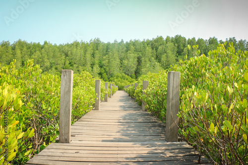 Walkway wooden bridge through mangrove forest © juthamaso