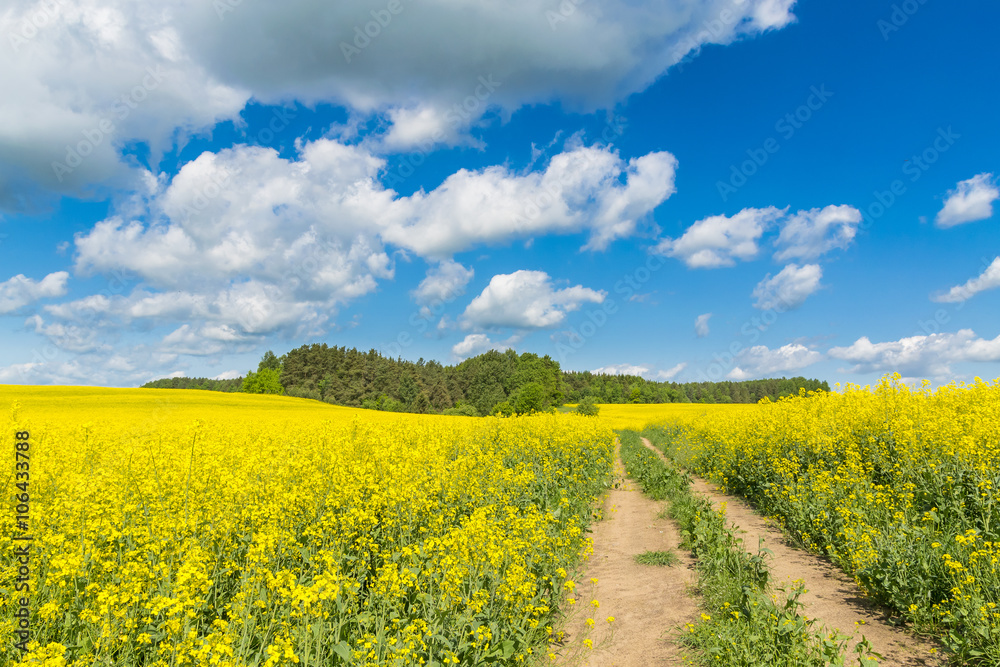 Obraz premium The yellow fields in Belarus. Spring