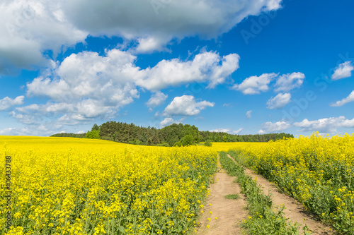 The yellow fields in Belarus. Spring