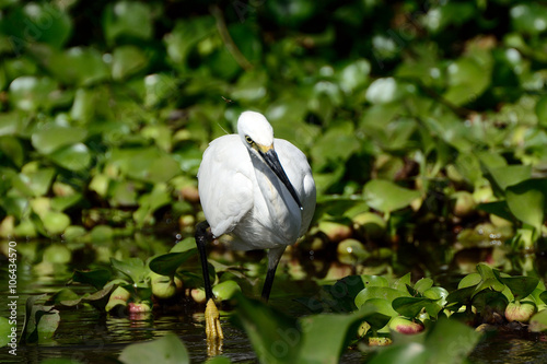 Little egret, Lake Naivasha, Kenya photo