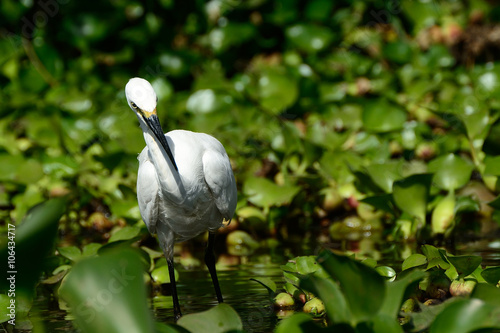 Little egret, Lake Naivasha, Kenya photo