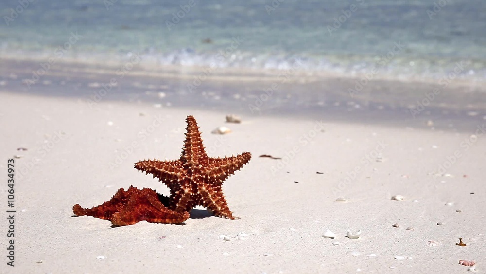 Starfish on caribbean sandy beach, travel concept Starfish on caribbean sandy beach, travel concept