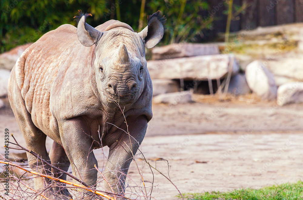 Obraz premium a young rhino looks to the camera