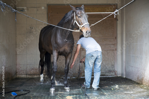 Horse and Man photo