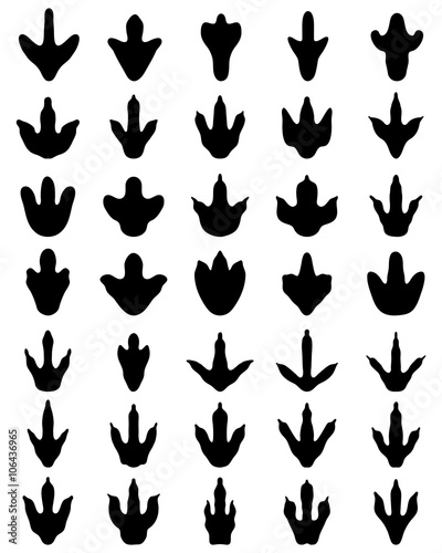 Black footprints of dinosaurs on a white background, vector