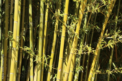 Bambus, Park, Garten, Frankreich