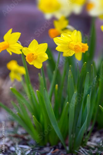 Yellow narcissus spring blossom