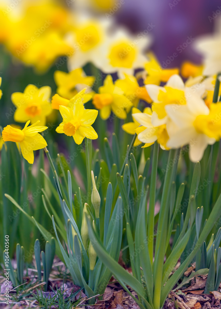 Obraz premium Yellow narcissus spring blossom
