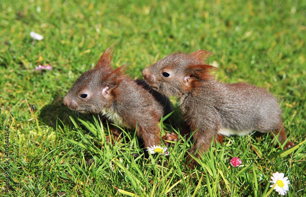 junge Eichhörnchen junge Eichhörnchen