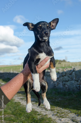 CACHORRO NEGRO CRUCE PINSCHER ALEMAN Y BODEGUERO ANDALUZ © andromedicus