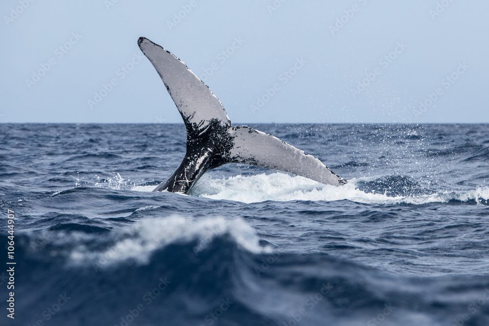 Obraz premium Humpback Whale Tail in Atlantic Ocean
