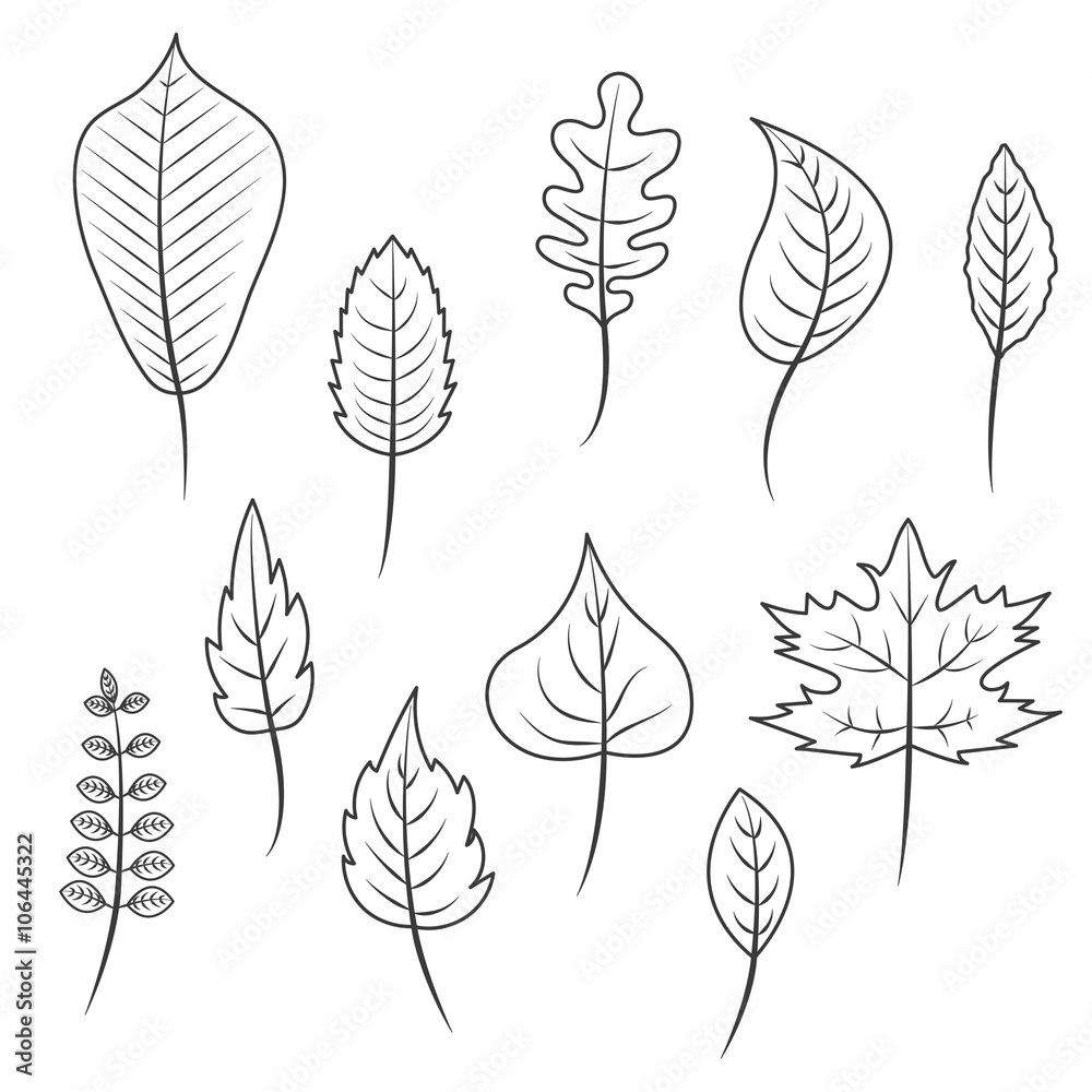 Outlined black and white leaves in flat style vector set. Oak leaf, chestnut leaf, maple, birch and acacia leaves.