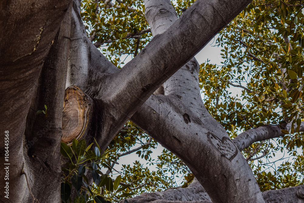 Fototapeta premium Beverly Gardens Park, the 100 year old tree behind it is just as worth visiting. This stately old Moreton Bay Fig Ficus has literally grown with Beverly Hills over the years.