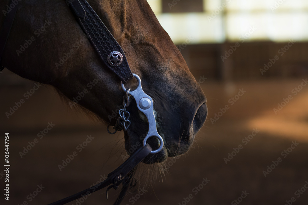 Fototapeta premium closeup of a horse mouth with a curb bit, western riding
