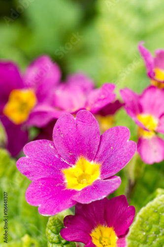 Macro photography of evening primrose flower