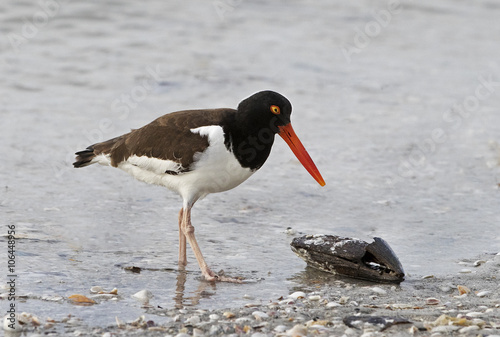American Oystercatcher (Haematopus palliates) eating a clam.