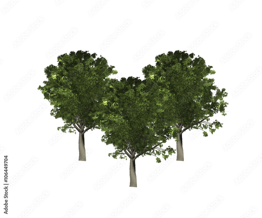 tree isolated trees white background green nature season life woods lone leafy
tree isolated trees white background green nature season life woods lone leafy