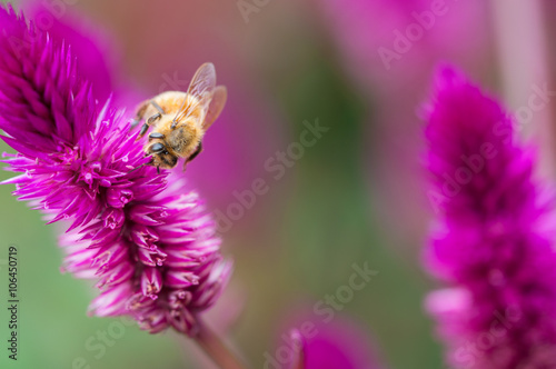 ape,apis mellifera su fiore di Celosia caracas