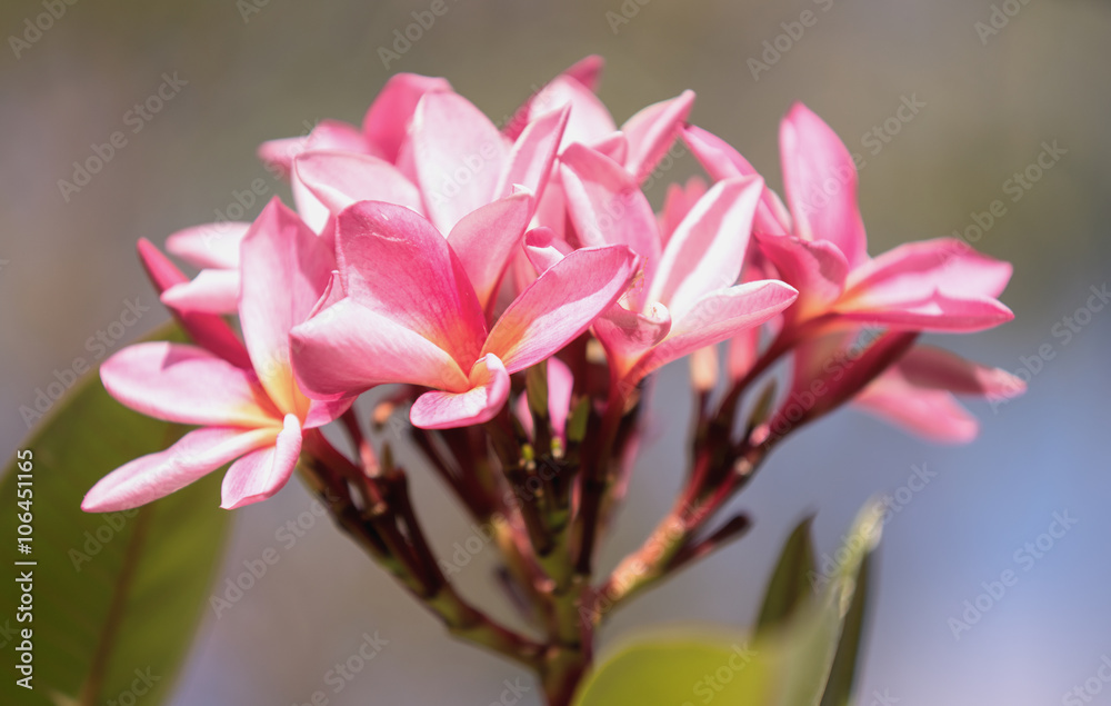 Pink frangipani / plumeria on tree in tropical garden