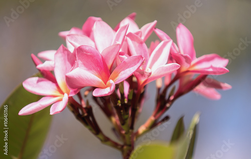 Pink frangipani / plumeria on tree in tropical garden © bellass