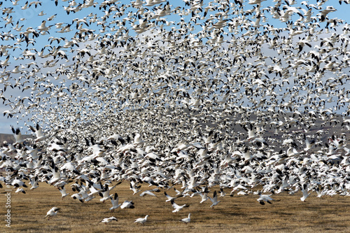 Snow Geese Flock Together Spring Migration Wild Birds