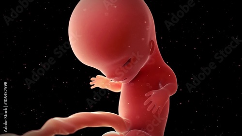 medical 3d animation of a fetus - week 11 photo