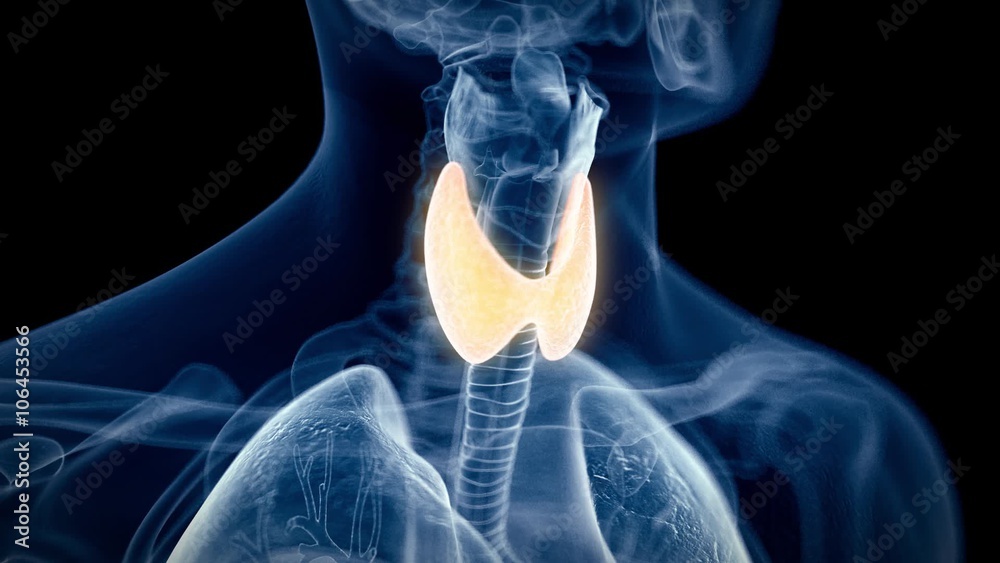 medical 3d animation of the human thyroid 