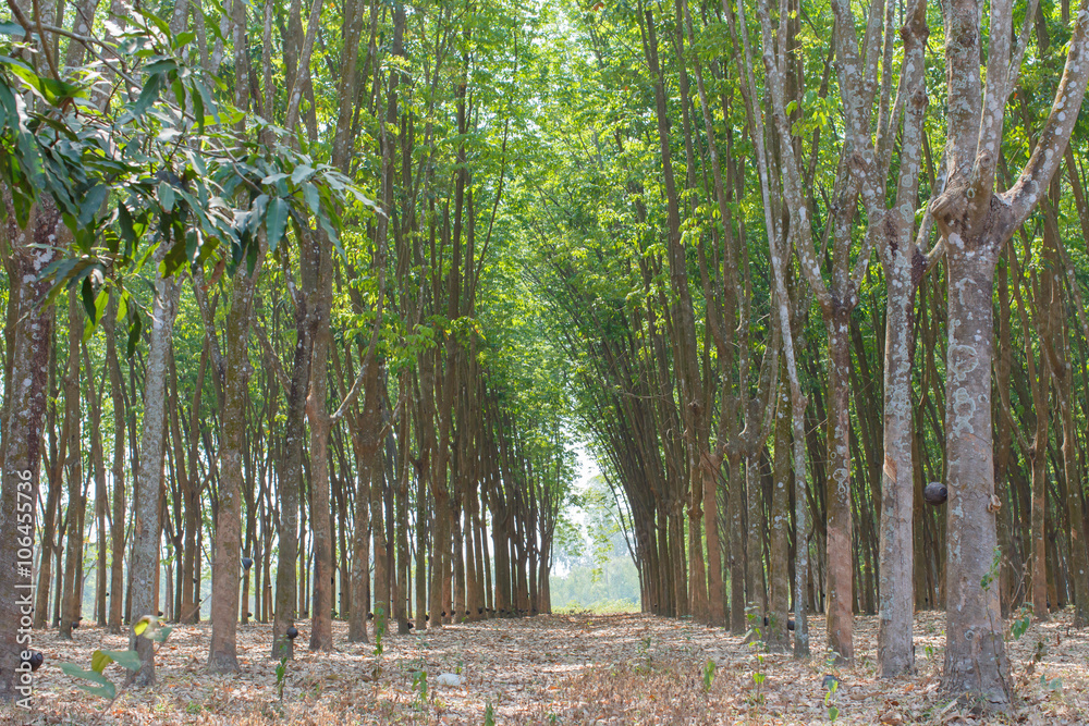 rubber trees