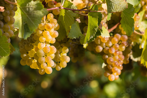 ripe chardonnay grapes on vine photo