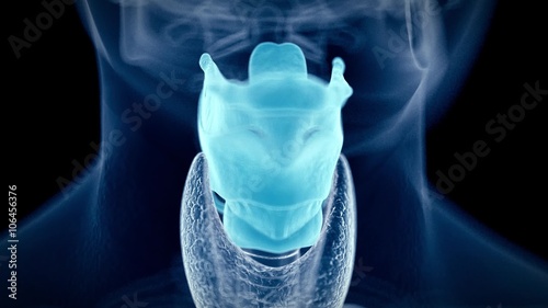 medical 3d animation of the human larynx photo