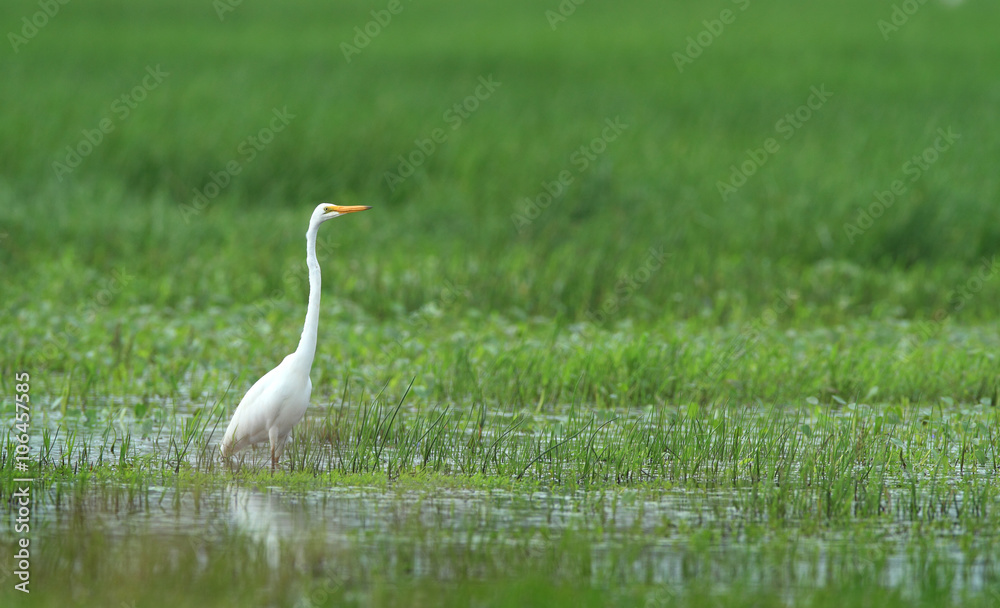 Fototapeta premium Eastern Great Egret