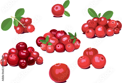 Set of wild northern berries: lingonberry (foxberry, cowberry), cranberry. Simplified, reduced both details and colors for cardboard package reproduction