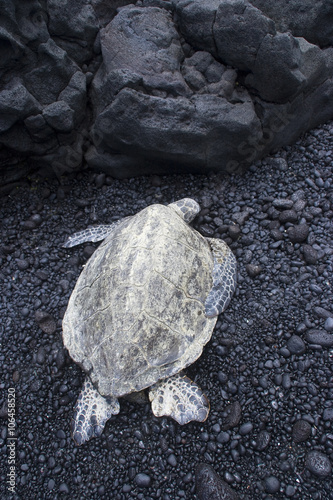 Hawaii Turtle