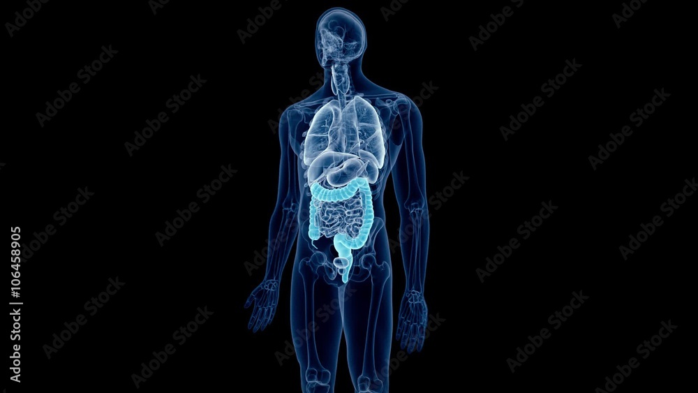medical 3d animation of the human colon medical 3d animation of the human colon