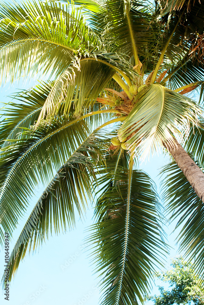 Tropical Palm Nature Background Holiday Concept Tropical Palm Nature Background Holiday Concept