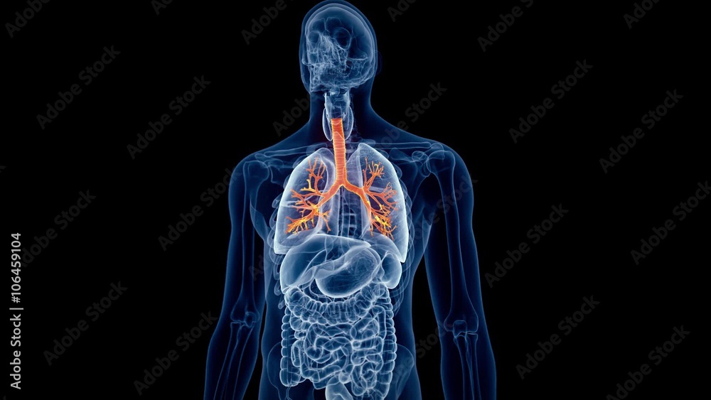 medical 3d animation of the human bronchi